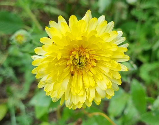homoeopathie-blume